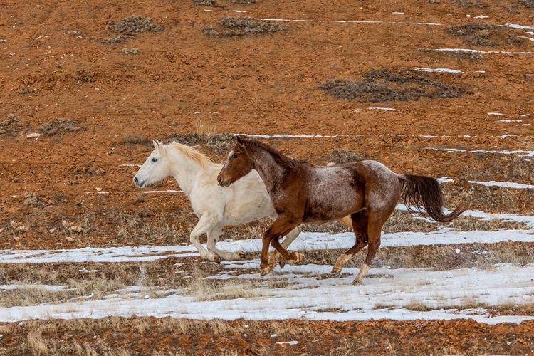 Picture of USA- WYOMING. HIDEOUT HORSE RANCH- HORSES IN SNOW. 