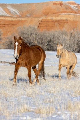 Picture of USA- WYOMING. HIDEOUT HORSE RANCH- HORSES IN SNOW. 