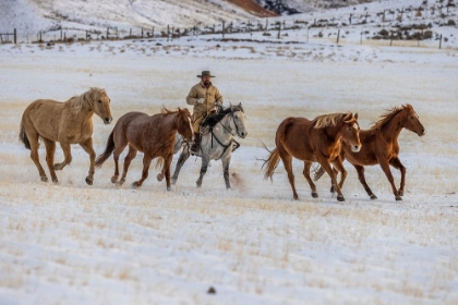 Picture of USA- WYOMING. HIDEOUT HORSE RANCH- WRANGLER AND HORSES IN SNOW. 