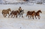 Picture of USA- WYOMING. HIDEOUT HORSE RANCH- WRANGLER AND HORSES IN SNOW. 