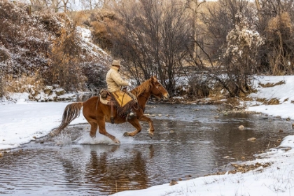 Picture of USA- WYOMING. HIDEOUT HORSE RANCH- WRANGLER CROSSING THE STREAM ON HORSEBACK. 