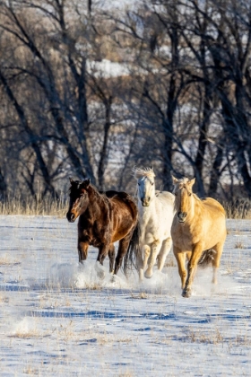 Picture of USA- WYOMING. HIDEOUT RANCH- HORSES RUNNING. 