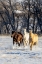 Picture of USA- WYOMING. HIDEOUT RANCH- HORSES RUNNING. 