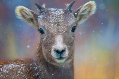 Picture of WYOMING. A YOUNG MOUNTAIN GOATS FIRST SNOW.