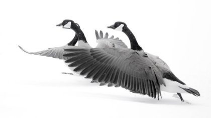 Picture of WYOMING. TWO CANADIAN GEESE TAKING FLIGHT.