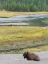 Picture of WYOMING- YELLOWSTONE NATIONAL PARK. MATURE BULL BISON