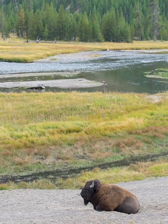 Picture of WYOMING- YELLOWSTONE NATIONAL PARK. MATURE BULL BISON