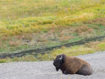 Picture of WYOMING- YELLOWSTONE NATIONAL PARK. MATURE BULL BISON