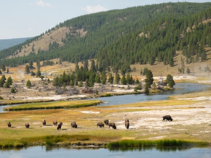 Picture of WYOMING- YELLOWSTONE NATIONAL PARK. BISON HERD AND FIREHOLE RIVER