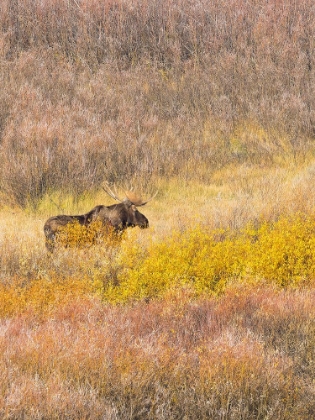 Picture of WYOMING- GRAND TETON NATIONAL PARK. WILLOW FLATS- BULL MOOSE