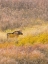 Picture of WYOMING- GRAND TETON NATIONAL PARK. WILLOW FLATS- BULL MOOSE