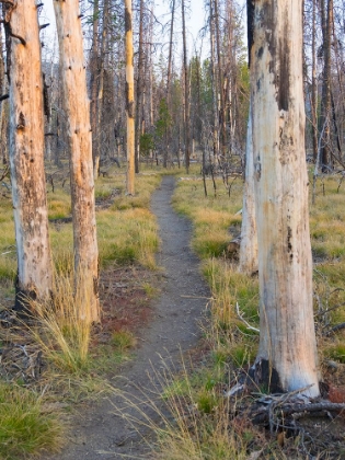 Picture of WYOMING- GRAND TETON NATIONAL PARK. TRAIL THROUGH FIRE BURNED LODGEPOLE PINE TREES