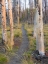 Picture of WYOMING- GRAND TETON NATIONAL PARK. TRAIL THROUGH FIRE BURNED LODGEPOLE PINE TREES