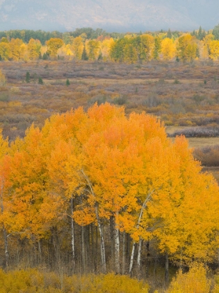 Picture of WYOMING- GRAND TETON NATIONAL PARK. GOLDEN ASPEN TREES