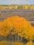 Picture of WYOMING- GRAND TETON NATIONAL PARK. GOLDEN ASPEN TREES