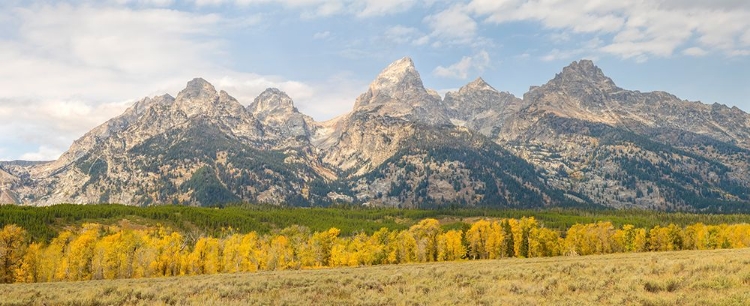 Picture of WYOMING- GRAND TETON NATIONAL PARK. TETON RANGE WITH GRAND TETON AND GOLDEN ASPEN TREES