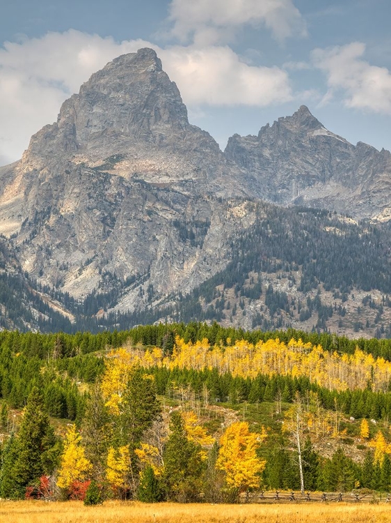 Picture of WYOMING- GRAND TETON NATIONAL PARK. TETON RANGE WITH GRAND TETON AND GOLDEN ASPEN TREES