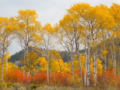 Picture of WYOMING- GRAND TETON NATIONAL PARK. GOLDEN ASPEN TREES