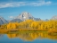 Picture of WYOMING- GRAND TETON NATIONAL PARK. MOUNT MORAN AND GOLDEN ASPEN TREES