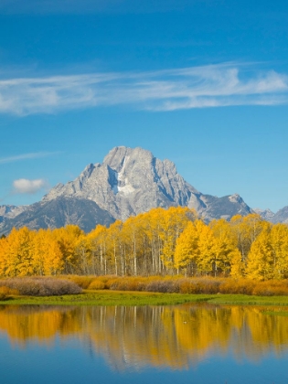 Picture of WYOMING- GRAND TETON NATIONAL PARK. MOUNT MORAN AND GOLDEN ASPEN TREES