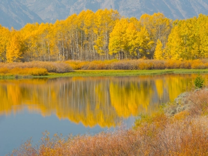 Picture of WYOMING- GRAND TETON NATIONAL PARK. GOLDEN ASPEN TREES- REFLECTED IN SNAKE RIVER AT OXBOW BEND