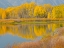 Picture of WYOMING- GRAND TETON NATIONAL PARK. GOLDEN ASPEN TREES- REFLECTED IN SNAKE RIVER AT OXBOW BEND