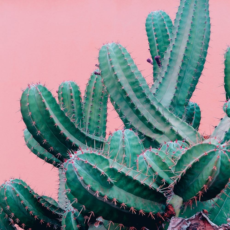 Picture of BRAUN STUDIO - PINK CACTUS