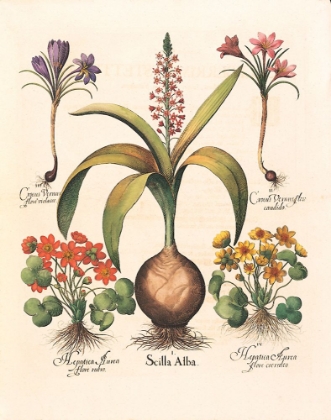 Picture of BULB BOTANICAL