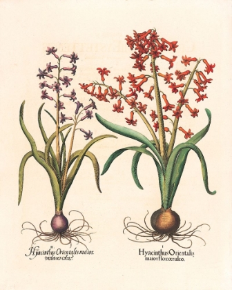 Picture of HYACINTH BOTANICAL