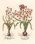 Picture of HYACINTH BOTANICAL