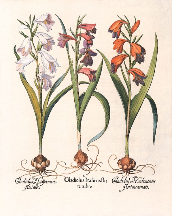 Picture of GLADIOLA BOTANICAL