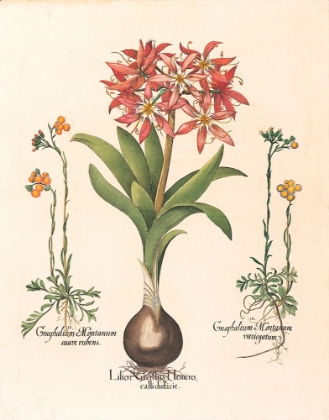 Picture of LILY BOTANICAL