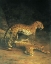 Picture of LEOPARDS