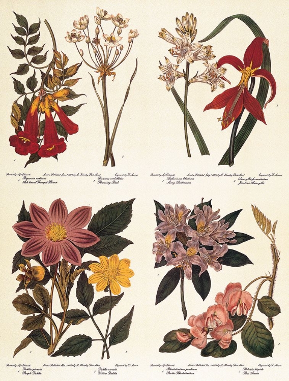 Picture of BOTANICALS