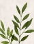 Picture of BOTANICAL WASH IV