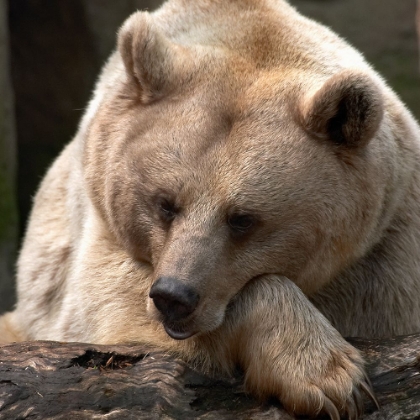 Picture of BEAR THOUGHTS