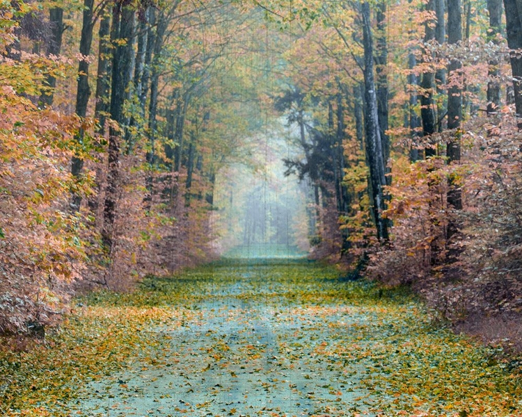 Picture of ENCHANTED PATH