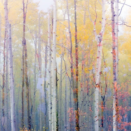Picture of FOGGY ASPEN