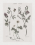 Picture of MULTI BOTANICAL I