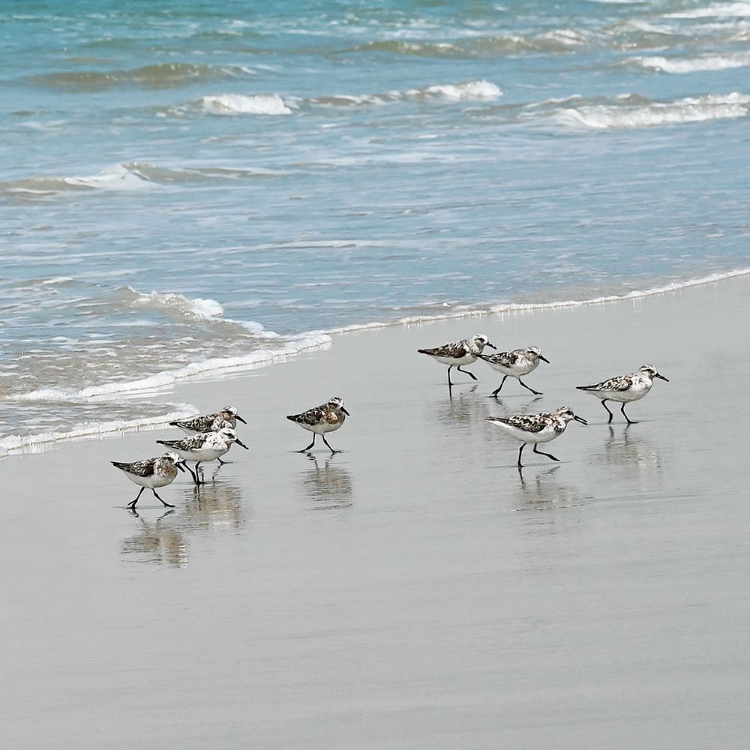 Picture of SANDPIPER SHORE I