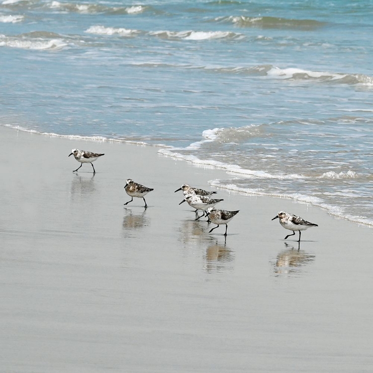 Picture of SANDPIPER SHORE II