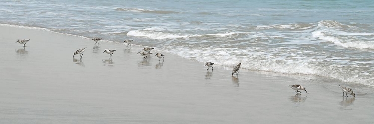 Picture of SHOREBIRDS