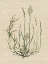Picture of LINEN GRASSES I