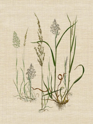 Picture of LINEN GRASSSES II