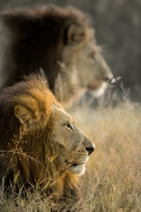 Picture of LIONS IN MORNING
