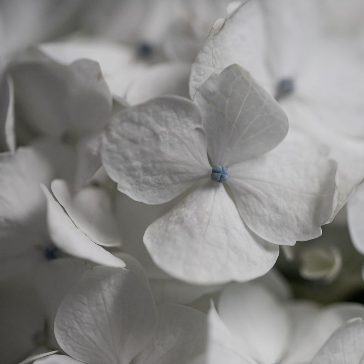 Picture of HYDRANGEA I