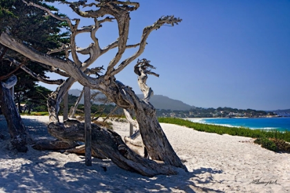 Picture of CARMEL BEACH