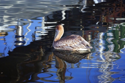 Picture of REFLECTIONS AND A PELICAN