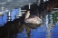 Picture of REFLECTIONS AND A PELICAN