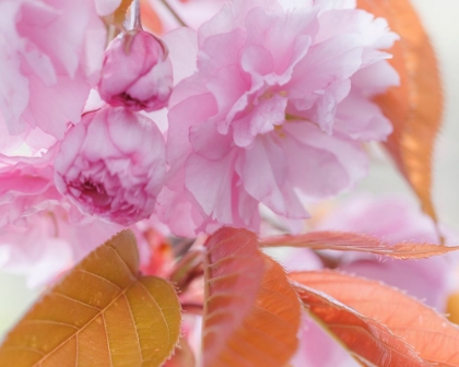 Picture of PINK CHERRY BLOSSOMS I
